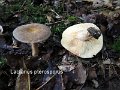 Lactarius pterosporus-amf1126-1